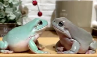見つめ合う仲良さそうなカエル、なぜ今叩いたんだ!?漫才師のような突然のツッコミに困惑(笑)