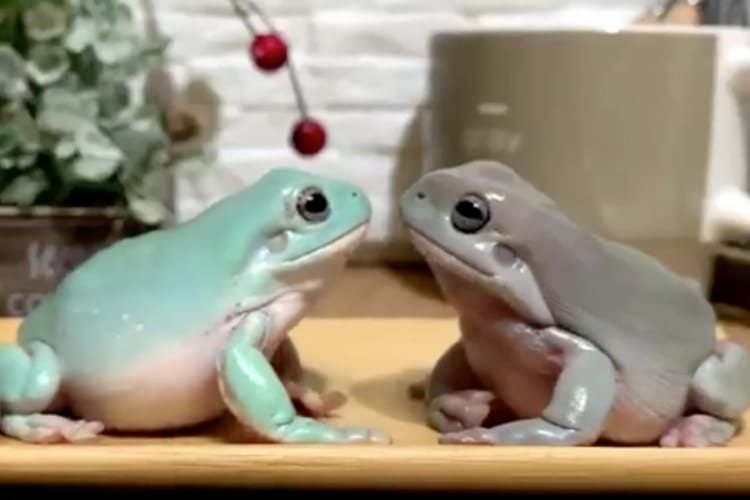 見つめ合う仲良さそうなカエル、なぜ今叩いたんだ！？漫才師のような突然のツッコミに困惑(笑)