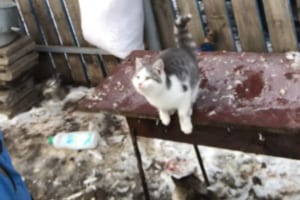 「こんなはずじゃなかったニャ...」雪が積もる足場からジャンプに挑み綺麗に失敗するニャンコ(笑)