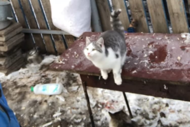 「こんなはずじゃなかったニャ...」雪が積もる足場からジャンプに挑み綺麗に失敗するニャンコ(笑)