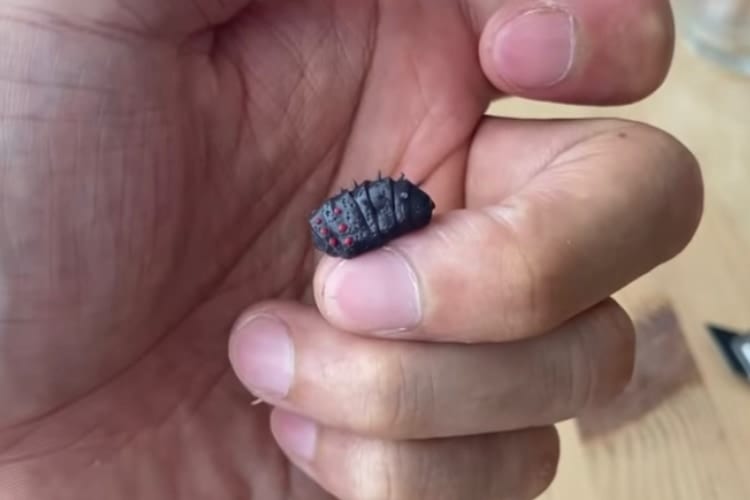 ダンゴムシが王蟲に変身！？シリコン粘土でダンゴムシ用の軽量スーツを自作した人が話題に！