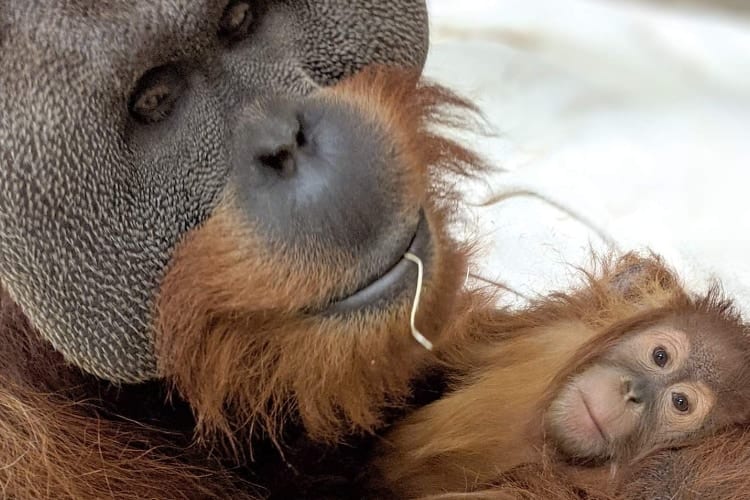 野生では超レアケース！母親を亡くした娘をお世話するシングルファザーのオランウータンが話題に