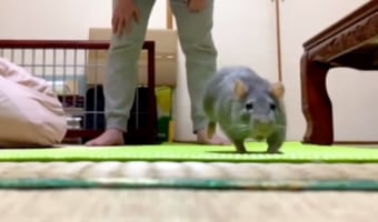 「ねずみと人は友だちになれる」この言葉を裏付ける飼い主とねずみのボール遊びの動画が話題!