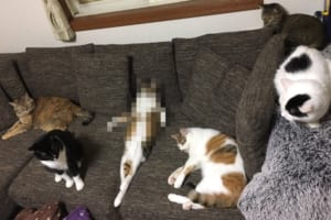 「人間ですがニャにか？」ソファの上でくつろぐ猫たちの中に自分を猫だと思っていない子がいた！