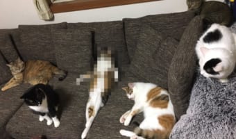 「人間ですがニャにか?」ソファの上でくつろぐ猫たちの中に自分を猫だと思っていない子がいた!