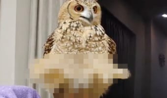 加湿器の風で羽をスカートのようになびかせるミミズクに「マリリン・モンロー」の呼び声!