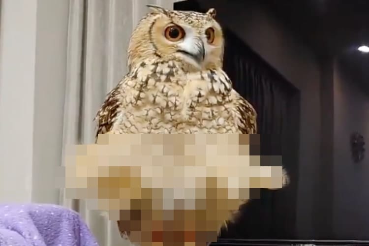 加湿器の風で羽をスカートのようになびかせるミミズクに「マリリン・モンロー」の呼び声！