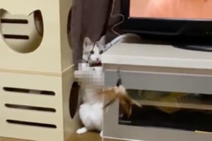テレビを観ようとしたら横に釣り師が！完璧な手つきで釣りをする猫ふーちゃんが話題に