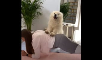 頑張るんだワン!サモエドが“最高のパーソナルトレーナー”であると証明する動画が話題に!