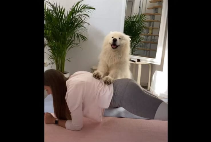頑張るんだワン！サモエドが“最高のパーソナルトレーナー”であると証明する動画が話題に！