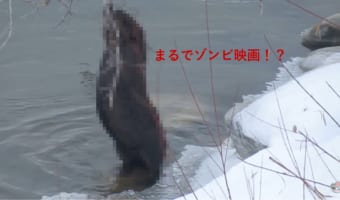 ゾンビ映画に出演できる!?よたよた歩きのビーバーが可愛すぎる
