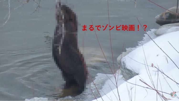 ゾンビ映画に出演できる！？よたよた歩きのビーバーが可愛すぎる