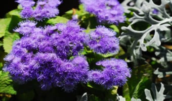 アゲラタムにはプロポーズの際に贈りたい花言葉が！なぜカッコウアザミとも言うの？