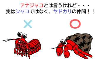 【アナジャコ】名前にシャコとは入っているけれど・・・実はシャコの仲間ではないよ!