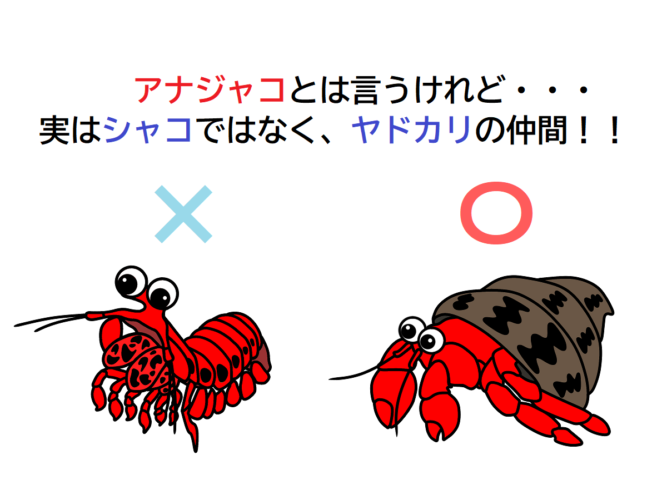 【アナジャコ】名前にシャコとは入っているけれど・・・実はシャコの仲間ではないよ！