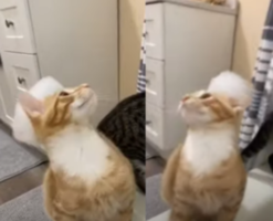 「ニャンだこれは！」頭の上についた泡を気にする猫の姿が可愛い