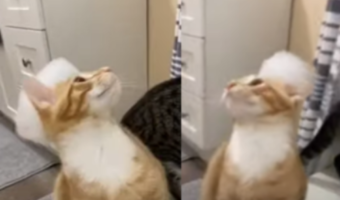 「ニャンだこれは!」頭の上についた泡を気にする猫の姿が可愛い