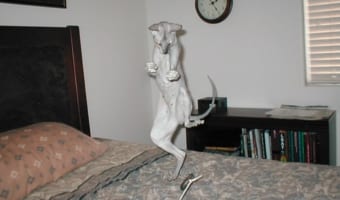 可愛過ぎる!変なポーズの猫ちゃん10選!