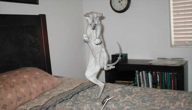 可愛過ぎる！変なポーズの猫ちゃん10選！