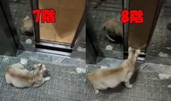 自分の住んでいる階数を把握している賢い猫ちゃんが凄い!