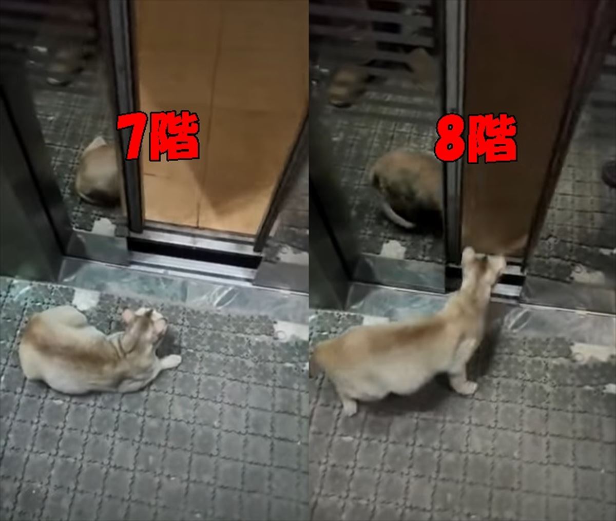 自分の住んでいる階数を把握している賢い猫ちゃんが凄い！