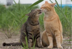 【猫好き必見！】地域猫たちの決定的瞬間を切り取った猫写真家”沖 昌之”さんの作品が素敵すぎる！