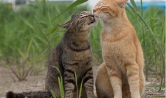【猫好き必見!】地域猫たちの決定的瞬間を切り取った猫写真家”沖 昌之”さんの作品が素敵すぎる!