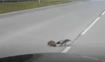 賢くてイイ奴すぎるカラス！ハリネズミの道路横断を誘導する天才カラスの映像がまるで映画のワンシーン