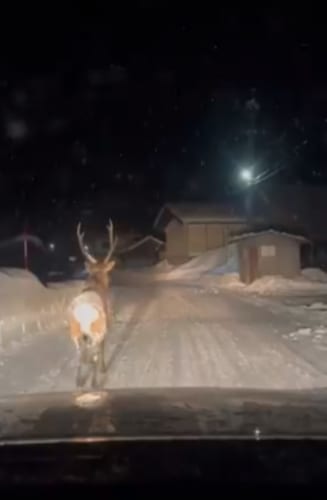 まるで童話の世界！雪の夜にドラレコが捉えた先導者とは？