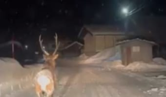 まるで童話の世界！雪の夜にドラレコが捉えた先導者とは？