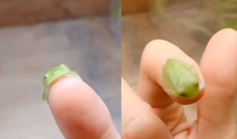 カエルが爪の上で寝た！？天使のような寝顔に癒されている！