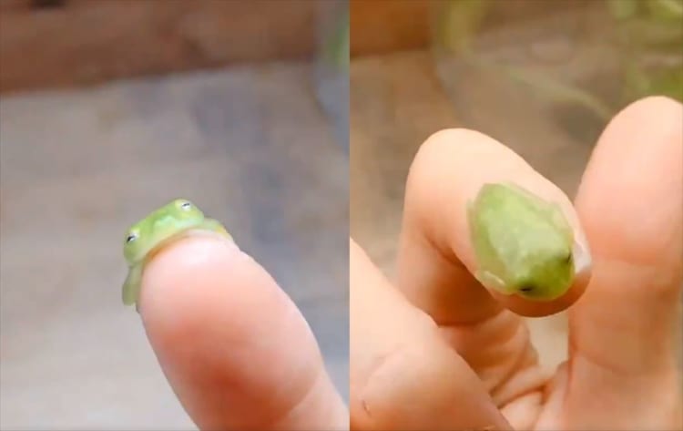 カエルが爪の上で寝た！？天使のような寝顔に癒されている！