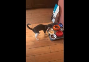 生まれて初めてオムレツを見たニャンコが、興奮しすぎて凄いリアクション(笑)