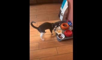 生まれて初めてオムレツを見たニャンコが、興奮しすぎて凄いリアクション(笑)