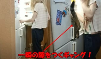 冷蔵庫を開けた一瞬の隙をつく小さなギャングの犯行に驚愕!ヤツが盗んだものとは・・・