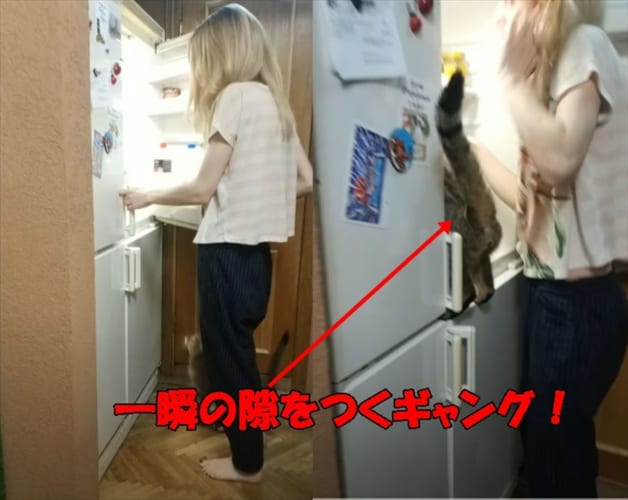 冷蔵庫を開けた一瞬の隙をつく小さなギャングの犯行に驚愕！ヤツが盗んだものとは・・・