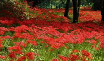 彼岸花は怖い花？墓所周辺でよく見かける理由や花言葉を解説！