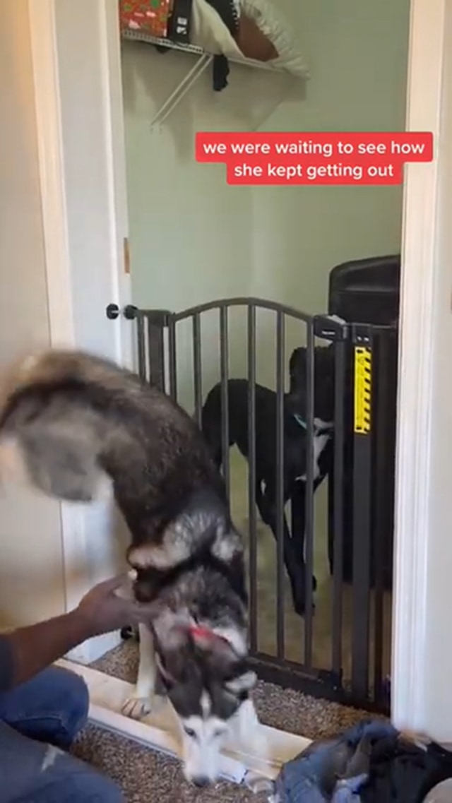 まるで脱出マジック ハスキー犬の脱走方法が凄い ガジェット通信 Getnews