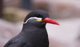 「インカアジサシ」、真っ赤なクチバシに白いカイゼル髭がチョー目立つ鳥