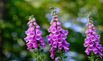 【ジギタリス】すずらんのように連なって咲くこの花の花言葉は?実は毒にも薬にもなる花だった!!