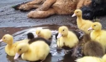 あひるのお世話をするのが大好きなワンコに癒される