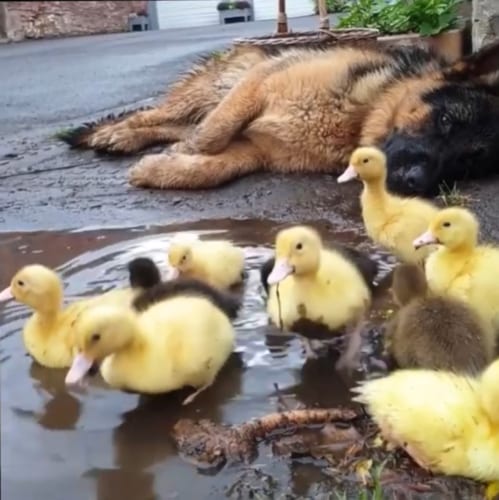 あひるのお世話をするのが大好きなワンコに癒される