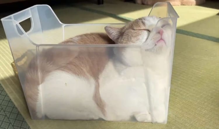 【爆笑動画】ケースにすっぽり収まったニャンコがまるで“食パン”みたいだと話題に！