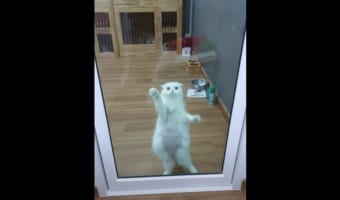 早く気づいてニャ！飼い主の注意を引こうとするアクションが激しすぎる(笑)