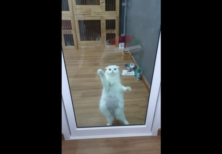 早く気づいてニャ！飼い主の注意を引こうとするアクションが激しすぎる(笑)