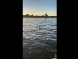 一体どうするつもり！？水中にいるイルカに向かって、ワンコが驚きの行動に出た！