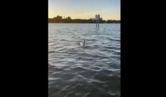 一体どうするつもり!?水中にいるイルカに向かって、ワンコが驚きの行動に出た!