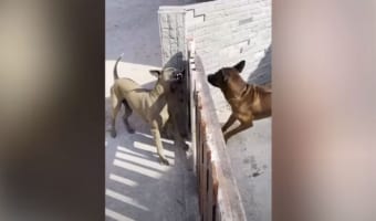 門越しに激しく吠え合うワンコ･･･門を開けると戦いが始まると思いきや、爆笑の展開に！