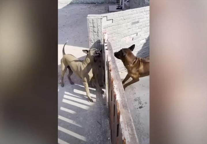 門越しに激しく吠え合うワンコ･･･門を開けると戦いが始まると思いきや、爆笑の展開に！