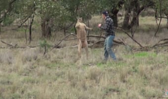有名なカンガルーと闘う男性の動画!その裏側には感動の秘話があったことをご存知ですか?